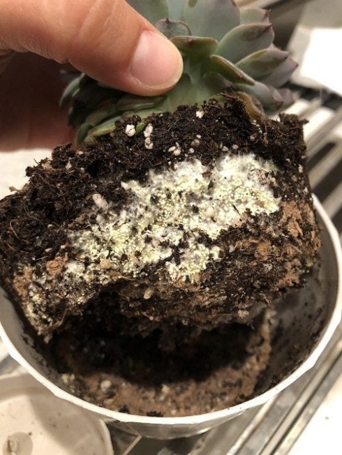 Backdate 1 Coping With Spider Eggs In Plant Soil: A Practical Guide For