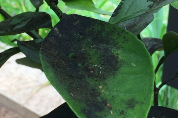 Say Goodbye To Sooty Mold: Easy Ways To Banish It From Your Plants!