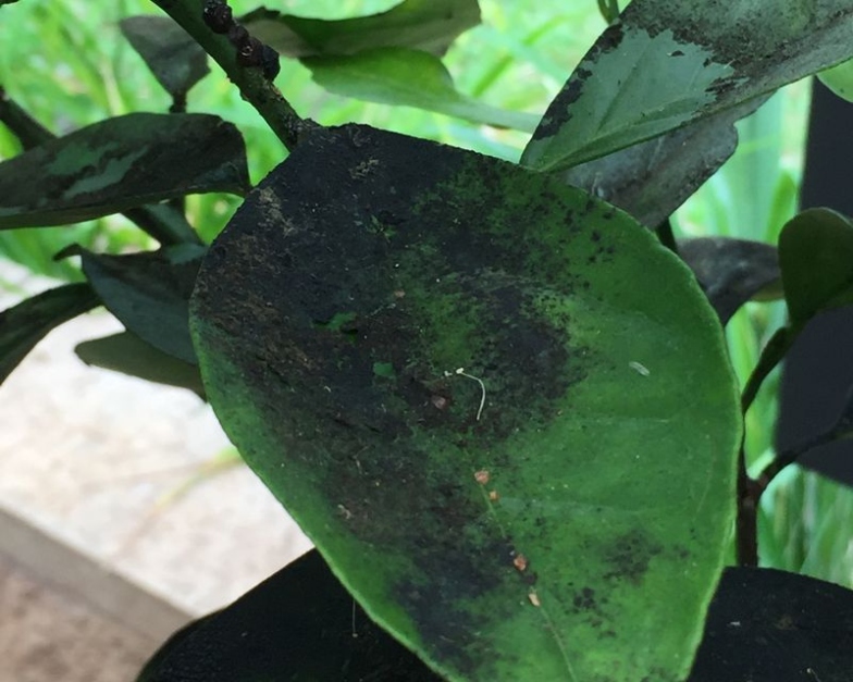 Say Goodbye To Sooty Mold: Easy Ways To Banish It From Your Plants!