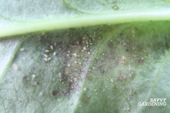 Say Goodbye To Spider Eggs On Your Plants With These Simple Tips!