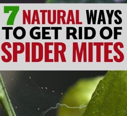 Say Goodbye To Pesky Spider Mites On Your Plants With These Easy Tips!