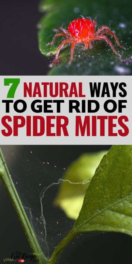 Say Goodbye To Pesky Spider Mites On Your Plants With These Easy Tips!