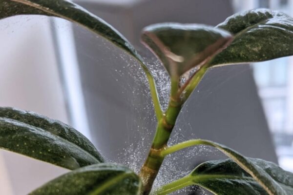 Say Goodbye To Those Pesky Spider Mites On Your Indoor Plants!