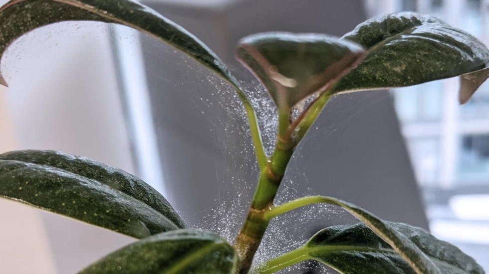 Say Goodbye To Those Pesky Spider Mites On Your Indoor Plants!