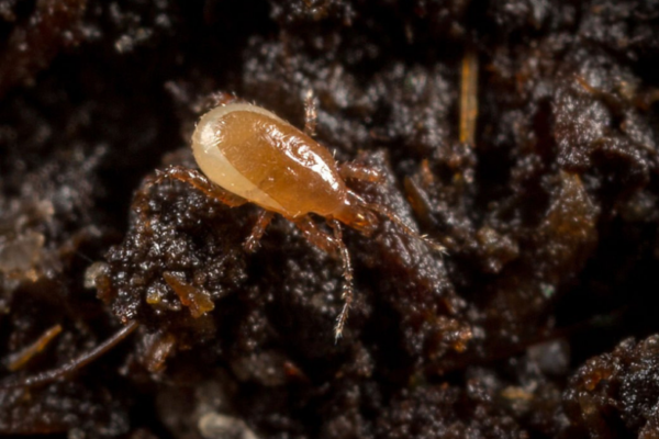 Say Goodbye To Soil Mites On Your Plants With These Easy Tips!