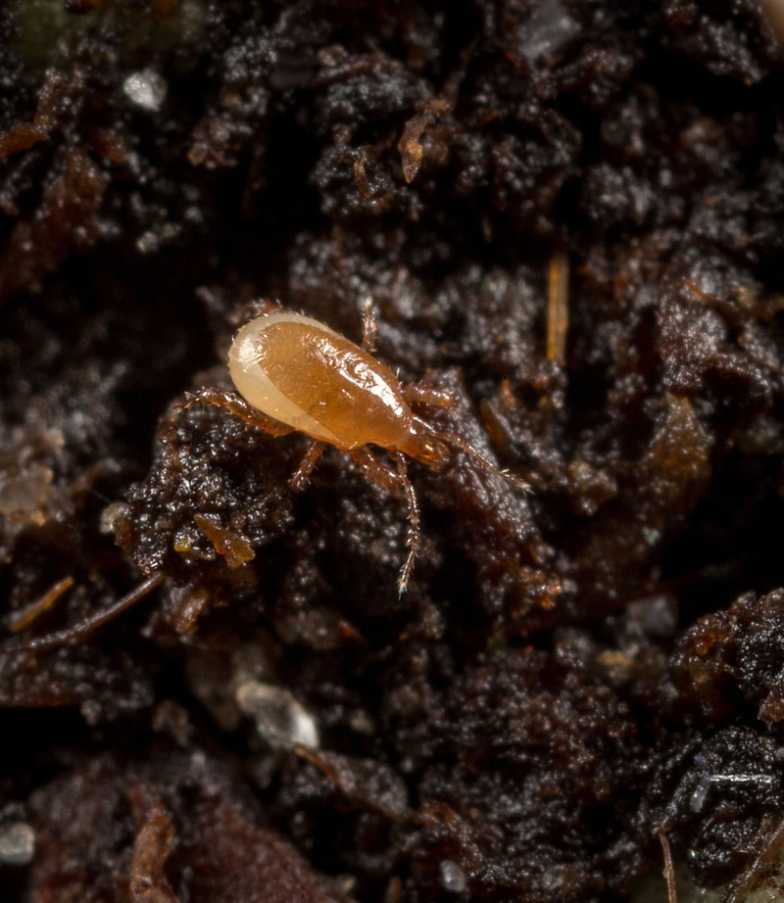 Say Goodbye To Soil Mites On Your Plants With These Easy Tips!