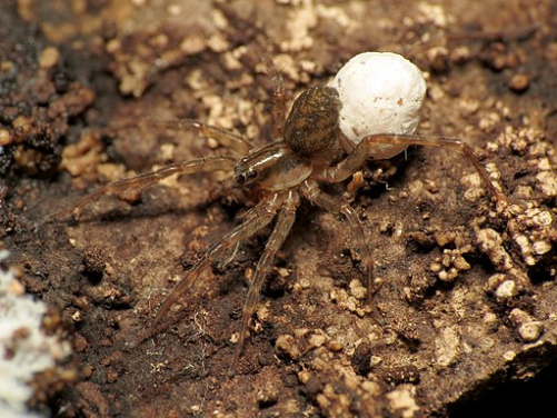 Backdate 1 Spider Eggs In Plant Soil: What To Do