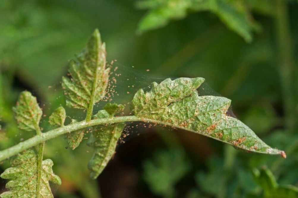 Backdate 1 Spider Mites: Detection, Prevention & Control - Plantura