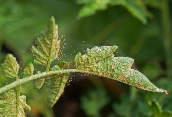 Say Goodbye To Pesky Spider Mites On Your Plants With These Easy Tips!