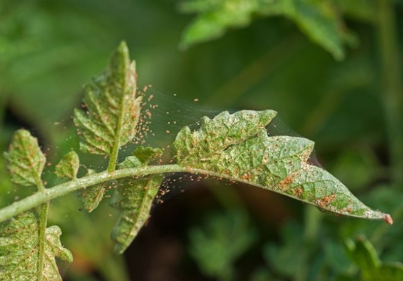 Say Goodbye To Pesky Spider Mites On Your Plants With These Easy Tips!