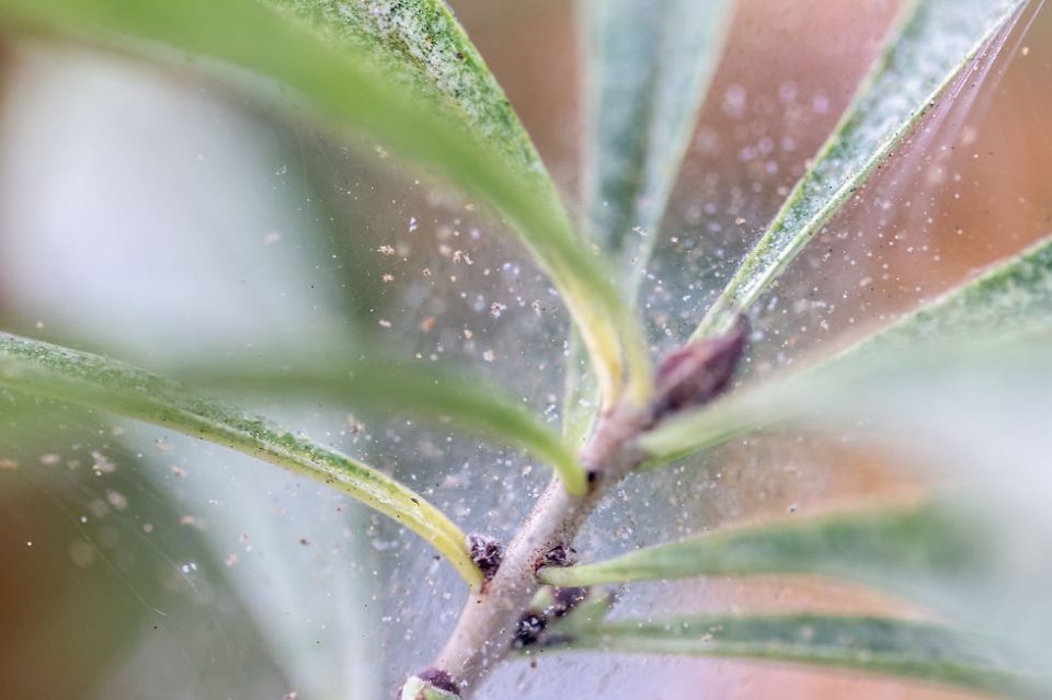 Backdate 1  Steps To Get Rid Of Spider Mites On Plants  Fort Collins