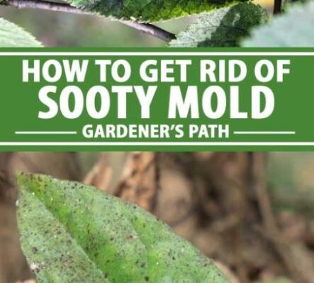 Say Goodbye To Pesky Sooty Mould On Your Plants With These Easy Tips