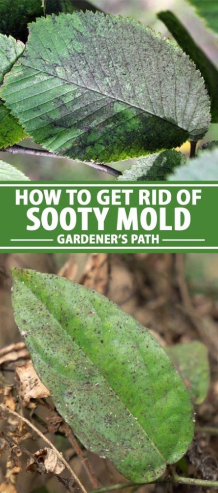 Say Goodbye To Pesky Sooty Mould On Your Plants With These Easy Tips