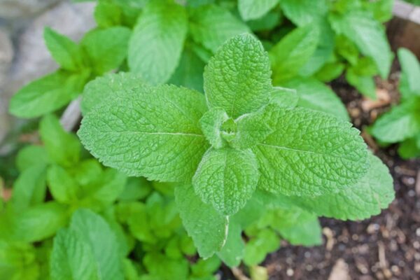 Kiss Goodbye To Pesky Spearmint Plants: Easy Ways To Banish Them For Good