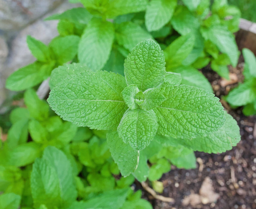 Kiss Goodbye To Pesky Spearmint Plants: Easy Ways To Banish Them For Good