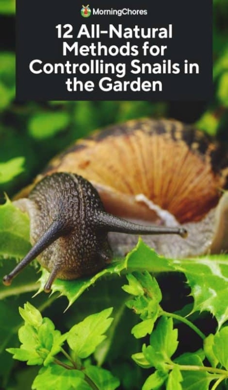 Backdate 2  All Natural Ways To Get Rid Of Snails And Slugs In The Garden