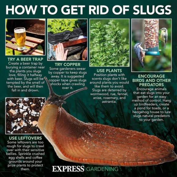 Backdate 2 Easy' Ways To 'deter' Slugs And Snails From 'wreaking Havoc' In