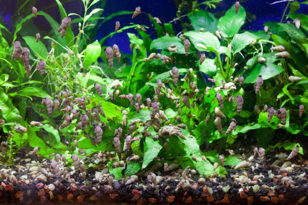 Backdate 2  Easy Ways To Get Rid Of Pest Snails In Your Fish Tank – Aquarium