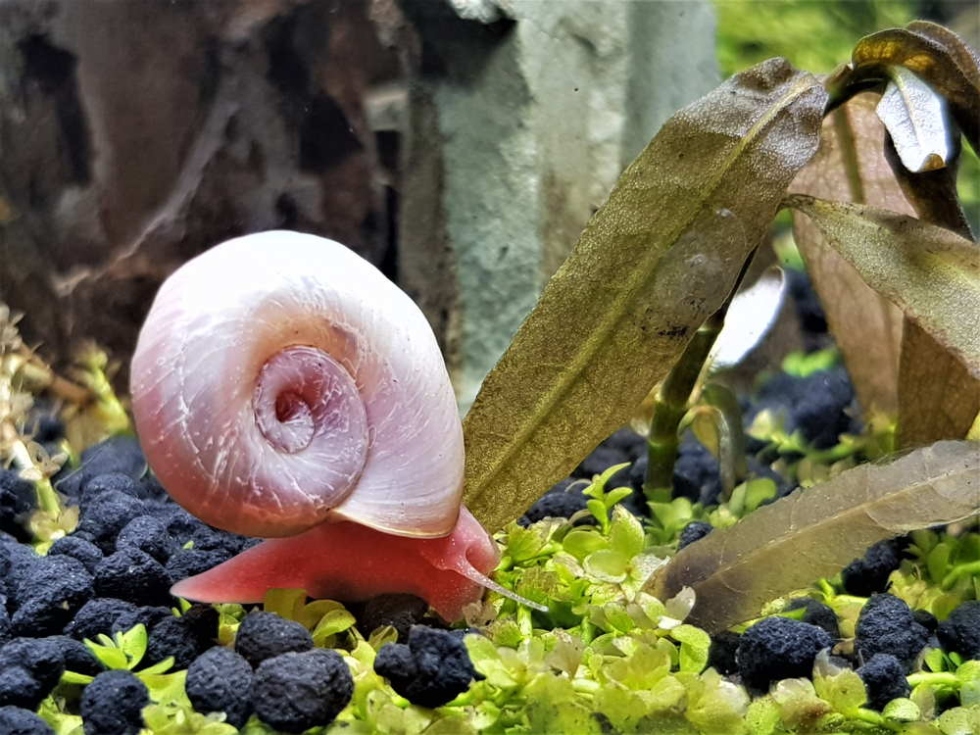 Backdate 2  Easy Ways To Get Rid Of Pest Snails In Your Fish Tank – Aquarium