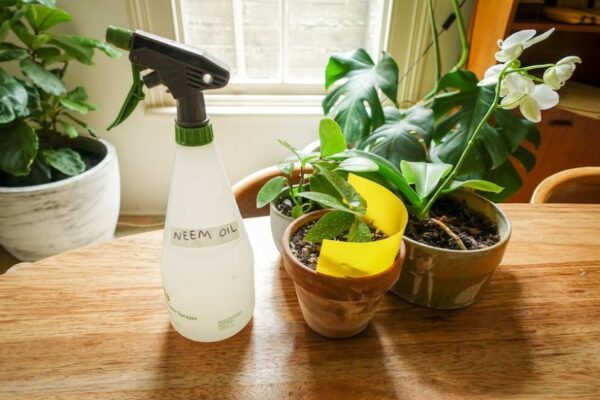 Saying Goodbye To Pesky Soil Gnats In Your Indoor Plants For Good!