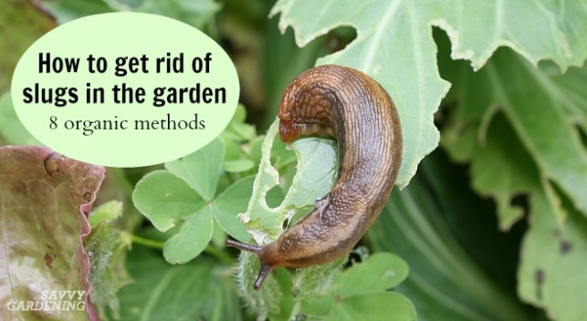 Backdate 2 How To Get Rid Of Slugs In The Garden Organically