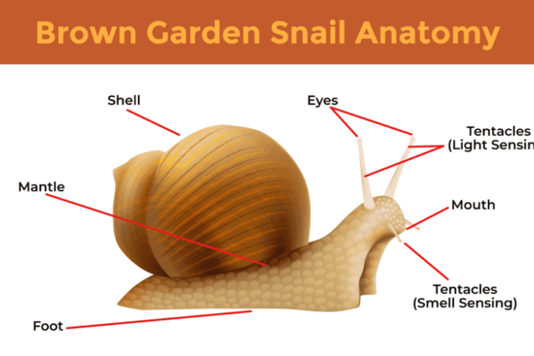 Say Goodbye To Snails On Your Plants: Easy And Effective Tips!