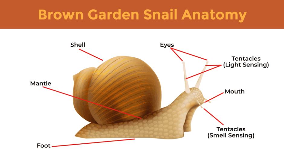 Say Goodbye To Snails On Your Plants: Easy And Effective Tips!