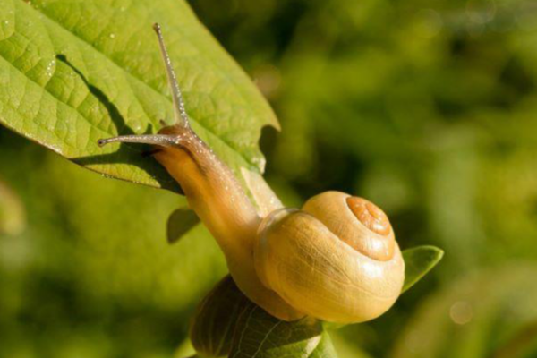 Say Goodbye To Slimy Snails: Easy Ways To Keep Your Garden Plants Safe