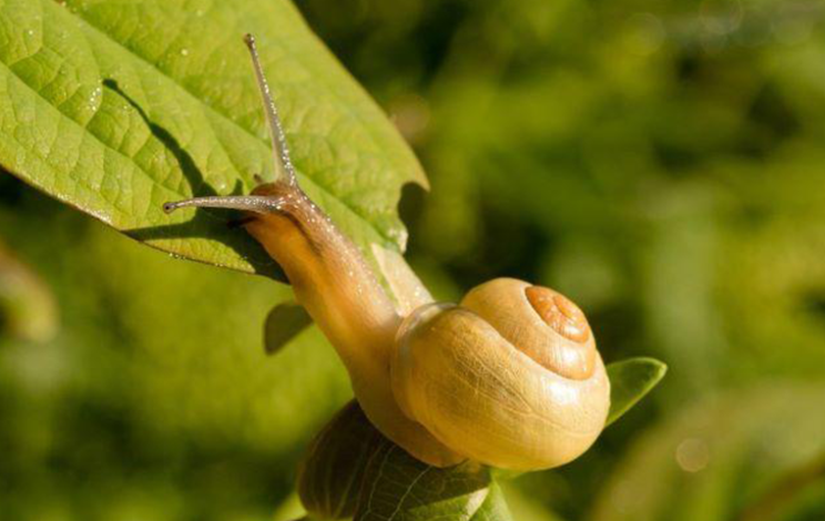 Say Goodbye To Slimy Snails: Easy Ways To Keep Your Garden Plants Safe