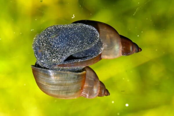 Say Goodbye To Pesky Snails On Your Aquarium Plants For Good!