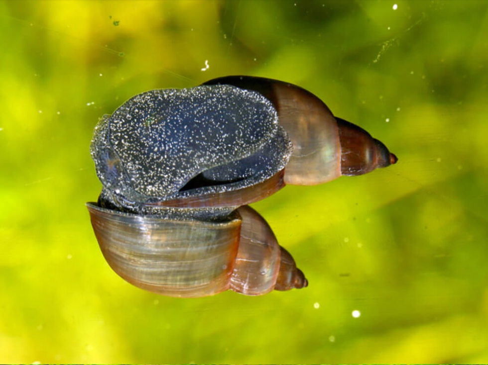 Say Goodbye To Pesky Snails On Your Aquarium Plants For Good!