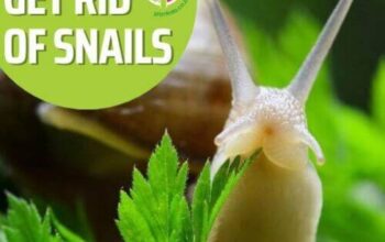 Say Goodbye To Pesky Snails In Your Plants With These Easy Tips!