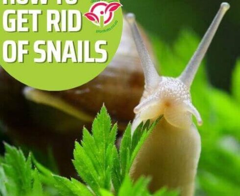 Say Goodbye To Pesky Snails In Your Plants With These Easy Tips!