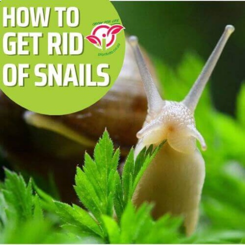 Say Goodbye To Pesky Snails In Your Plants With These Easy Tips!