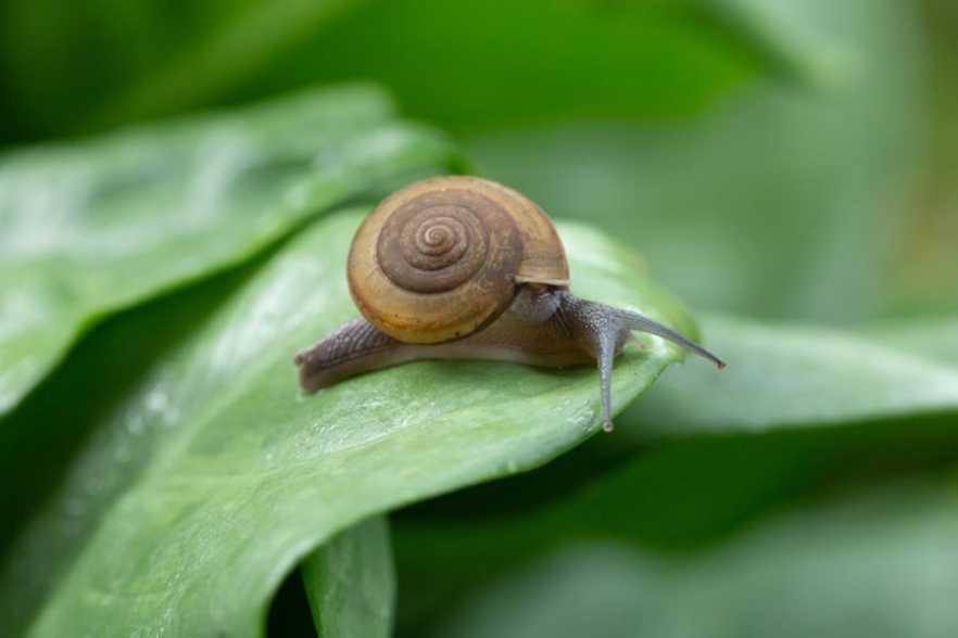 Backdate 2  Safe Ways To Get Rid Of Garden Snails & Slugs  Garden Design