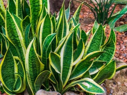 Say Goodbye To Your Stubborn Snake Plant With These Simple Tips