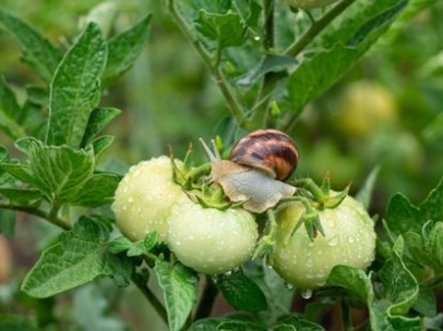 Backdate 2 Tomato Insect Damage - What Are Common Insect Pests Of Tomato