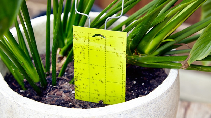 Backdate 2  Ways To Get Rid Of Fungus Gnats  Garden Gate