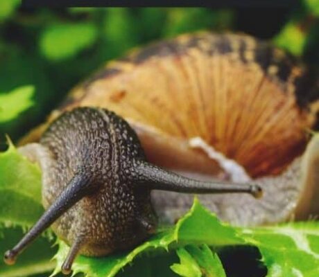 Say Goodbye To Pesky Plant Snails: Easy Ways To Banish Them For Good