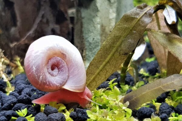 Say Goodbye To Pesky Snails: Easy Tips For A Snail-Free Planted Aquarium