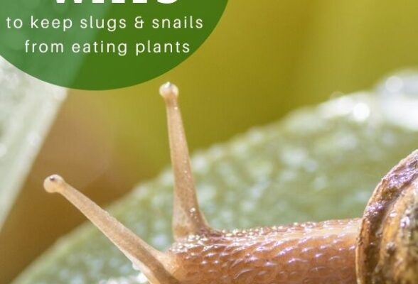 Say Goodbye To Pesky Snails Munching On Your Plants For Good!