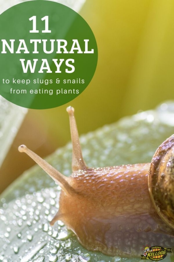 Say Goodbye To Pesky Plant-munching Snails With These Natural Solutions