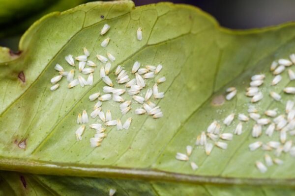 Say Goodbye To Those Pesky Little Whiteflies On Your Plants With These Simple Tricks!