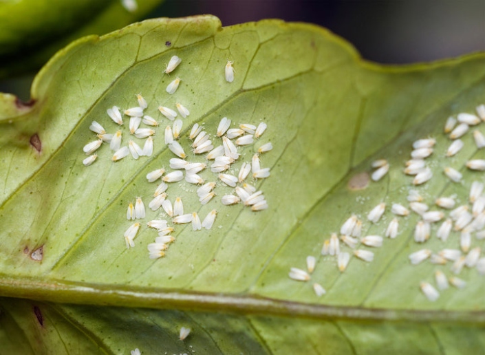 Say Goodbye To Those Pesky Little Whiteflies On Your Plants With These Simple Tricks!