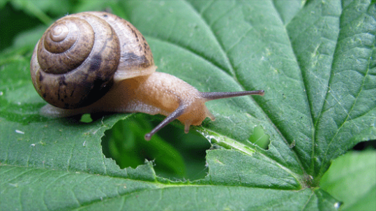 Backdate 3 How To Stop Snails Eating The Plants In Your Garden - It's Gone Wrong