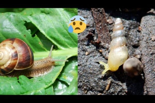 Say Goodbye To Pesky Snails In Your Plant Pots With These Easy Tips!