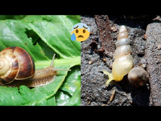 Say Goodbye To Pesky Snails In Your Plant Pots With These Easy Tips!