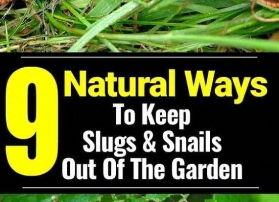 Say Goodbye To Pesky Garden Snails With These Simple Tips!