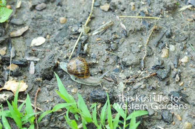 Backdate 3  Ways To Get Rid Of Snails - Western Garden Centers