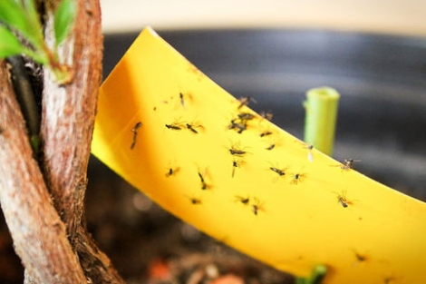 Say Bye-bye To Pesky Plant Bugs With These Easy Tips!